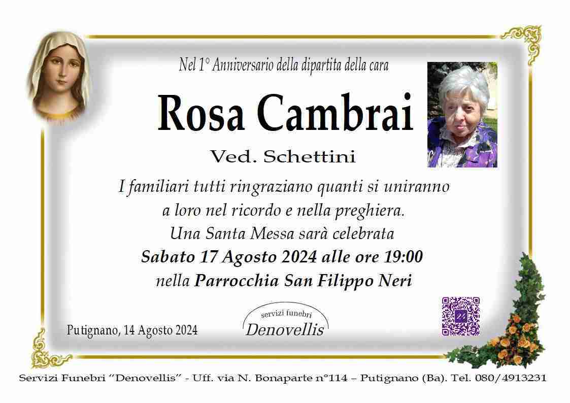 Rosa Cambrai