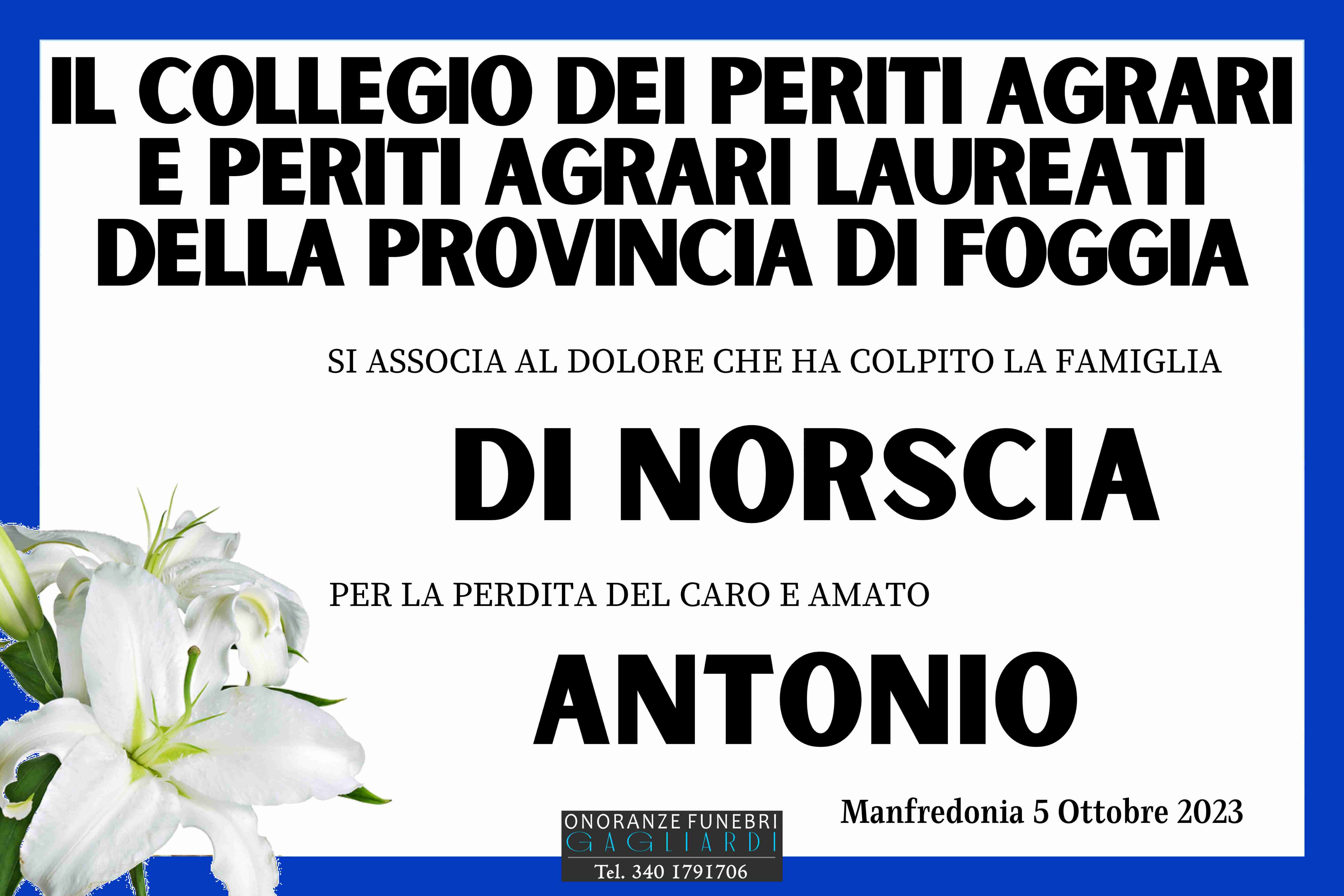 Antonio Di Norscia